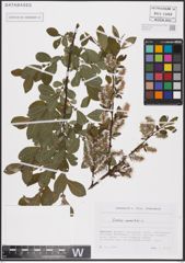 Foto von Salix aurita L.